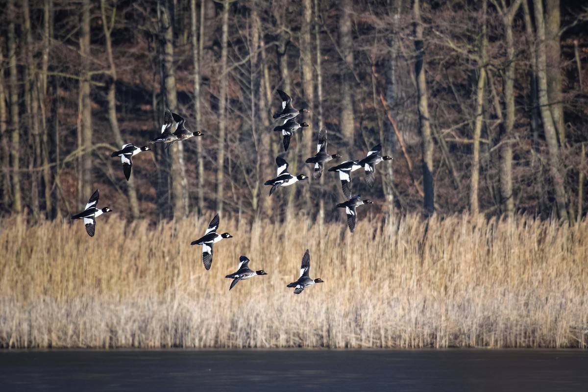 Czynna ochrona ptaków (fot. GLPK)