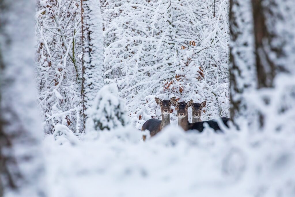 Daniele w zimowej scenerii, fot. Piotr Szumigaj