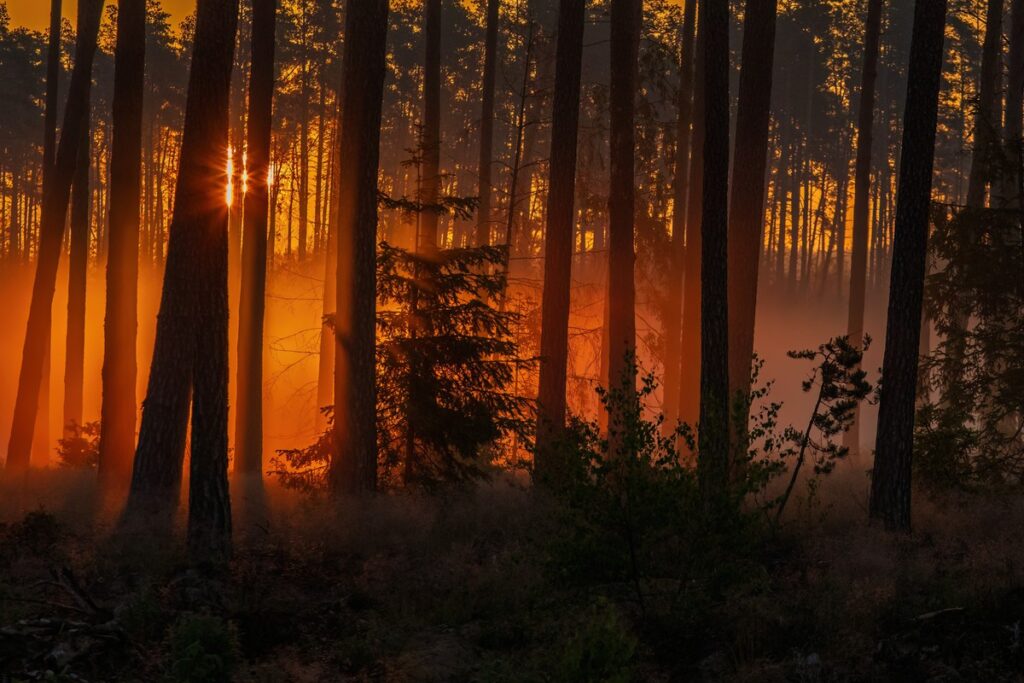 Poranek w Borach Tucholskich, fot. Piotr Szumigaj