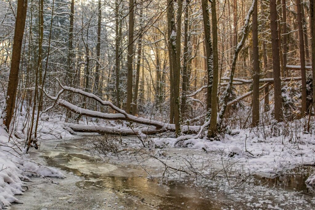 Struga Sierosławska w zimowej odsłonie, fot. Piotr Szumigaj