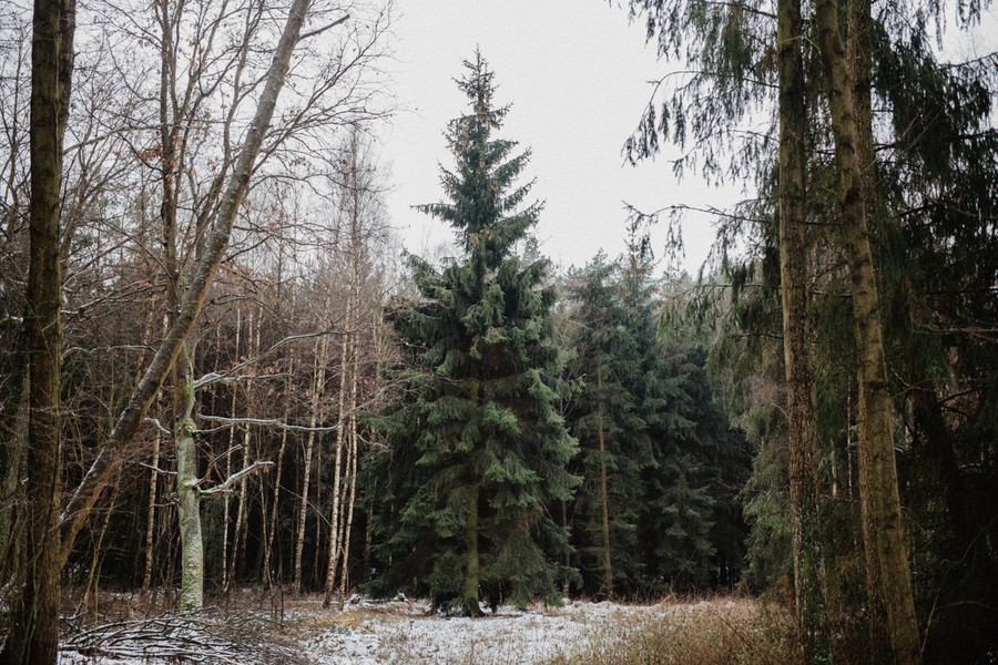 04.12.2017, Marszałek Piotr Całbecki osobiście wybrał choinkę, dar od Lasów Państwowych, która stanie przed Urzędem Marszałkowskim, fot. Łukasz Piecyk